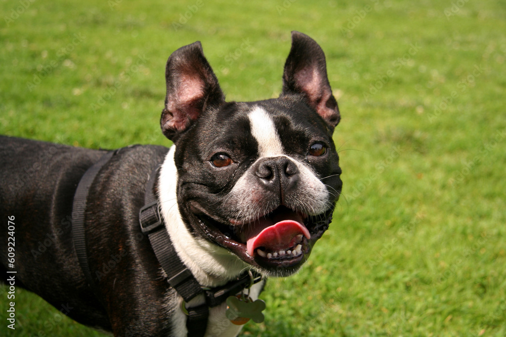 Smiling French Bulldog in the Park on a Leash