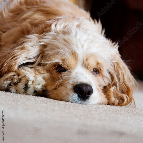 A dog sits on the carpet and poses © Designpics