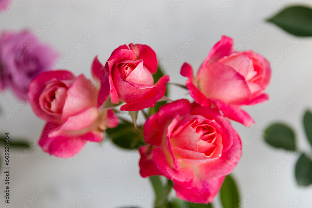 Roses at the Thomasville 100th Rose Parade display