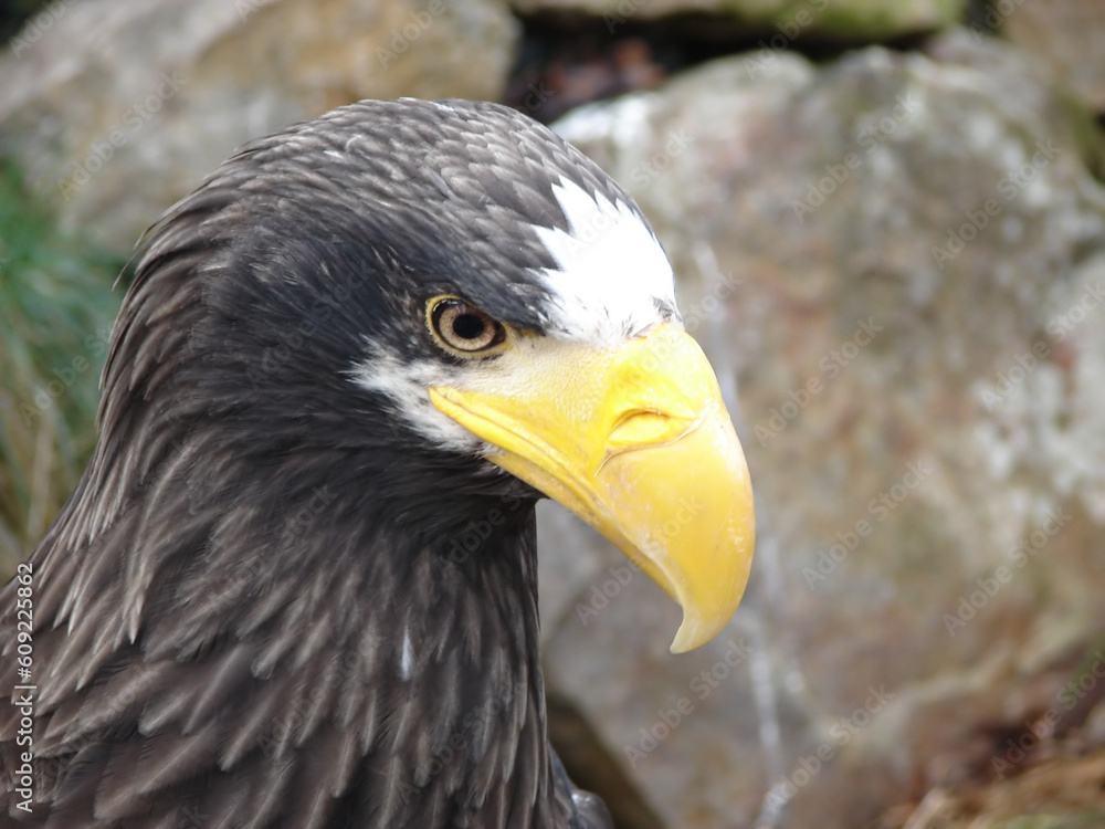 Eagle head Eagle head