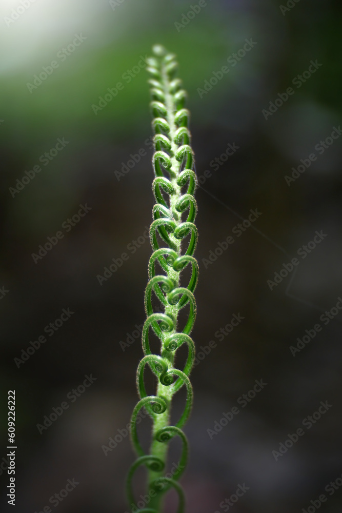 Fern leaves in tropical rainforest. Fern leaves in tropical rainforest.