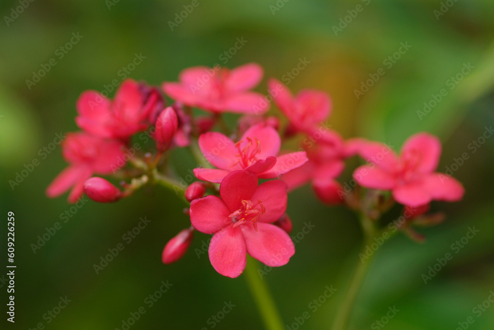 Obraz premium Small, pink flowers on blurred, green background. Very shallow depth of field.