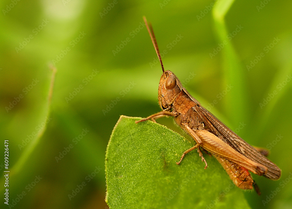 close up on grasshopper on my garden close up on grasshopper on my garden