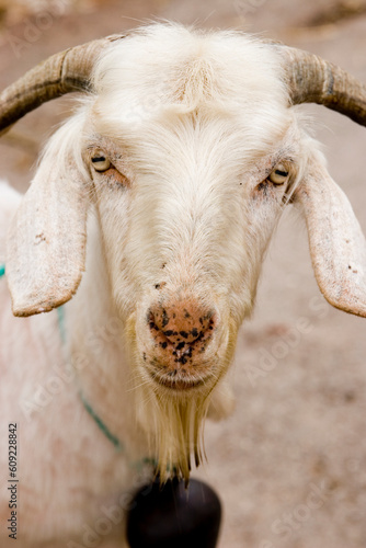 mammal, satan, suspicious, fun, funny, strange, evil, kind, watch, watching, looking, look, eye, ear, ears, horn, smile, eyes, horns, turkey, wildlife, wild, animal, goat photo