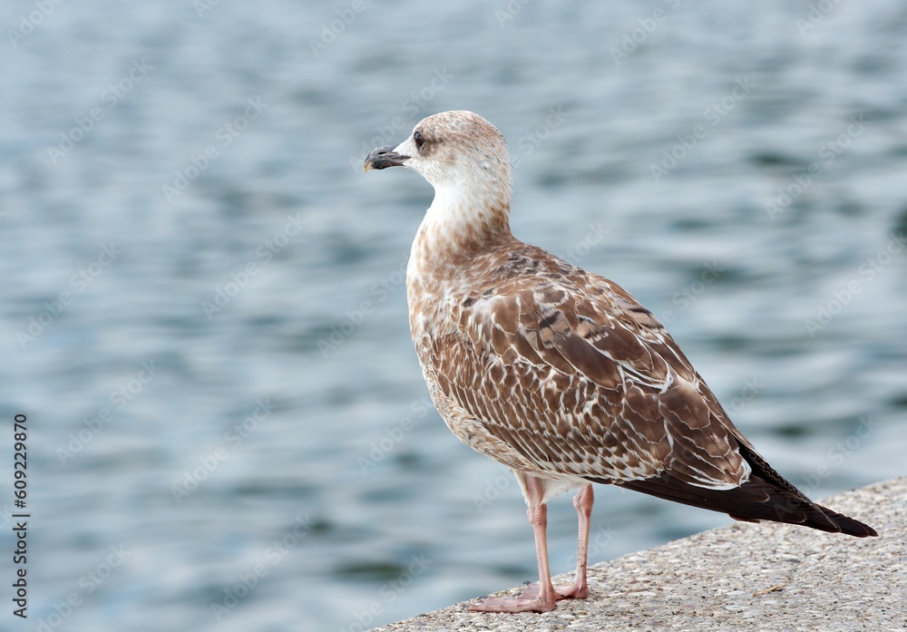 portrait of a young seagull watching the sea