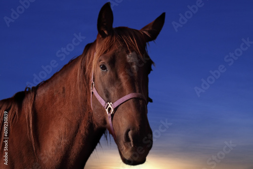 Profile of Domestic Horse with Sunset Background