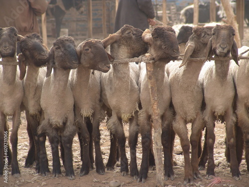 Kashgar, China  - Animal Market, Sheep photo