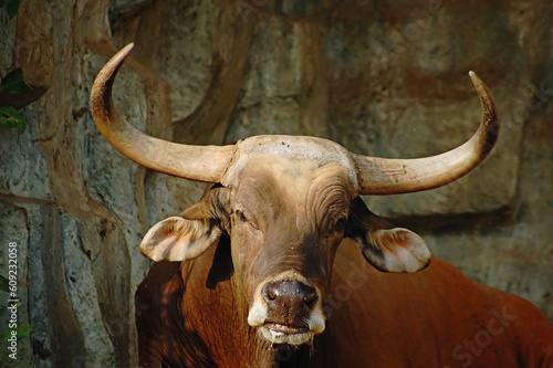 A magnificient bull banteng from south-east Asia photo