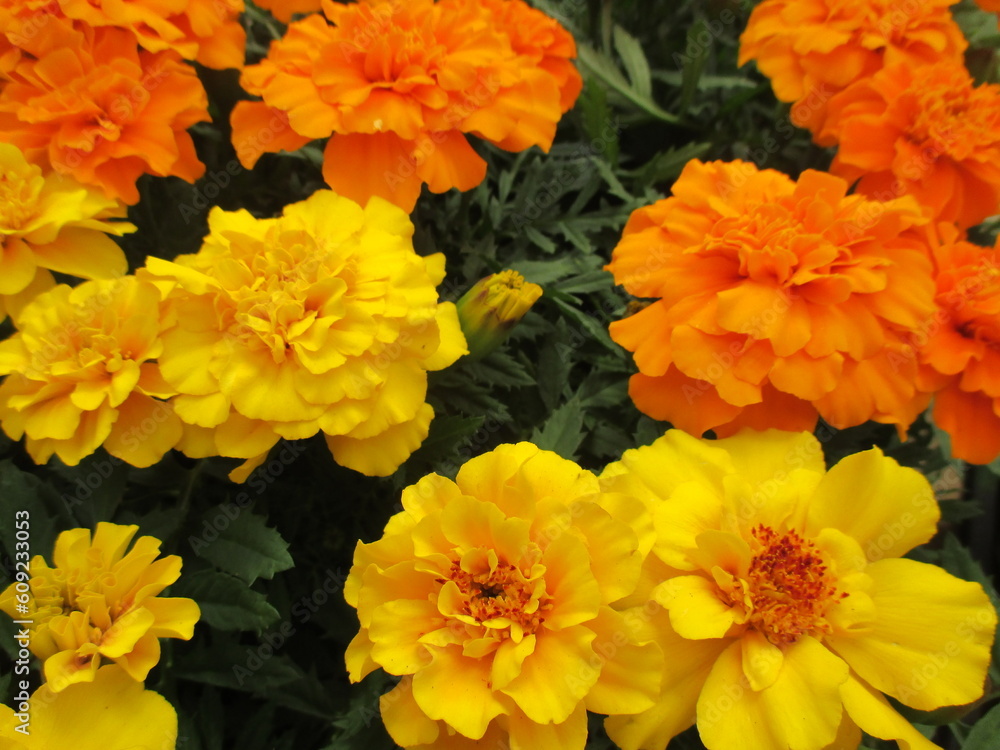 春の花壇に美しく咲く、オレンジや黄色が鮮やかなマリーゴールドの花 春の花壇に美しく咲く、オレンジや黄色が鮮やかなマリーゴールドの花