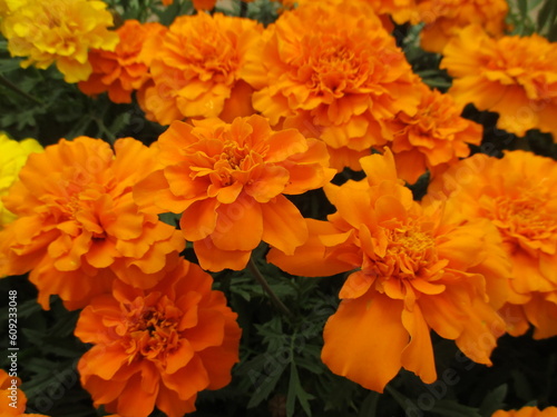 春の花壇に美しく咲く、オレンジや黄色が鮮やかなマリーゴールドの花