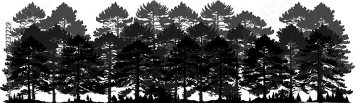Silhouette of a pine forest. Pine forest vector isolated on white background