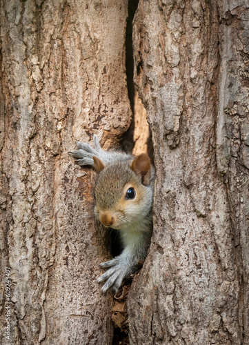 Baby grey squirrel observing the world from its nest