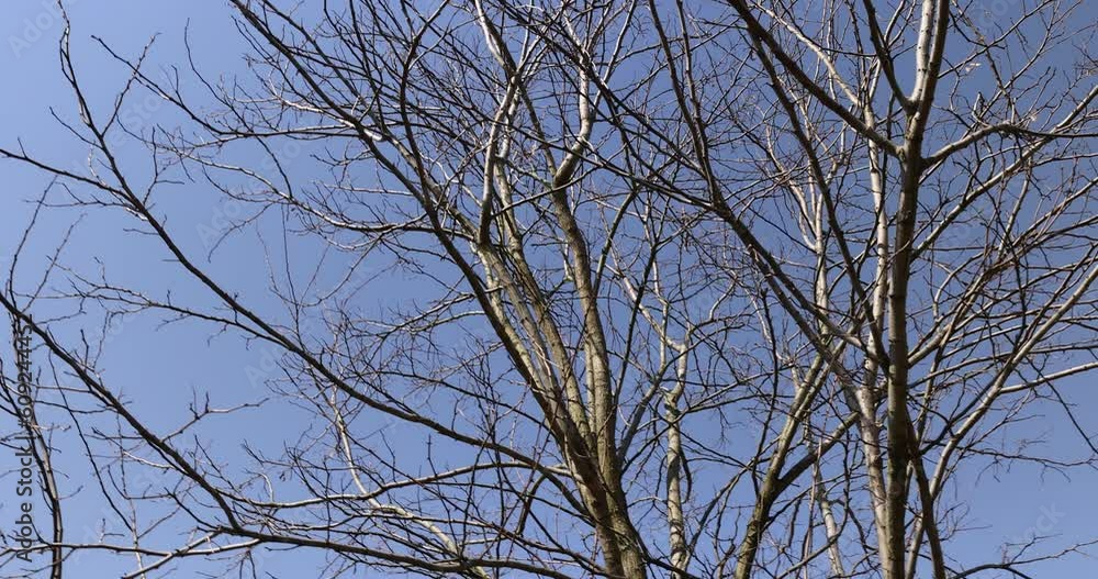 leafless birch trees in early spring in sunny weather, the first buds on young birches in early spring leafless birch trees in early spring in sunny weather, the first buds on young birches in early spring