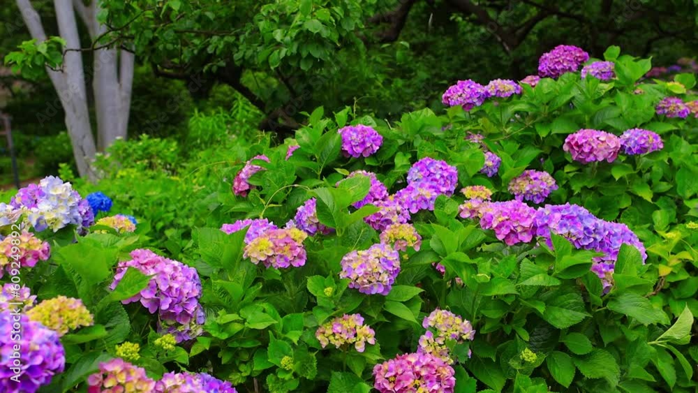 beautiful summer garden with purple flowers in bloom, scenic hydrangea park in Japan, romantic garden with purple Hortensia bushes beautiful summer garden with purple flowers in bloom, scenic hydrangea park in Japan, romantic garden with purple Hortensia bushes