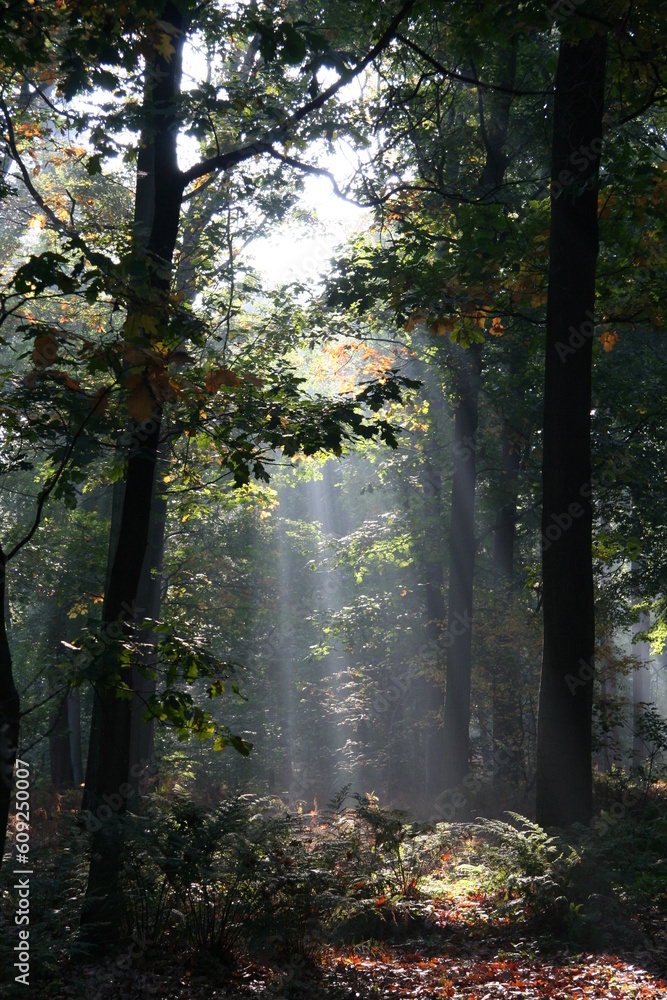 Obraz premium Mysterious sunlight in a Dutch forest on a early Autumn morning