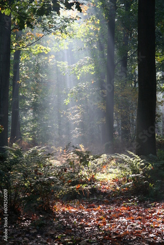 Mysterious sunlight in a Dutch forest on a early Autumn morning