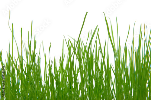 close-up view of green grass