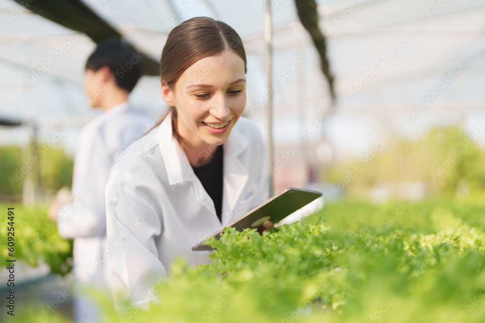 Woman Farmer harvesting vegetable and audit quality from hydroponics farm. Organic fresh vegetable, Farmer working with hydroponic vegetables garden harvesting, small business concepts. Woman Farmer harvesting vegetable and audit quality from hydroponics farm. Organic fresh vegetable, Farmer working with hydroponic vegetables garden harvesting, small business concepts.