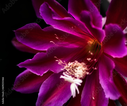 purple orchid on black