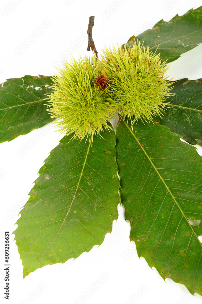 Two green chestnut curls and the leaves Two green chestnut curls and the leaves