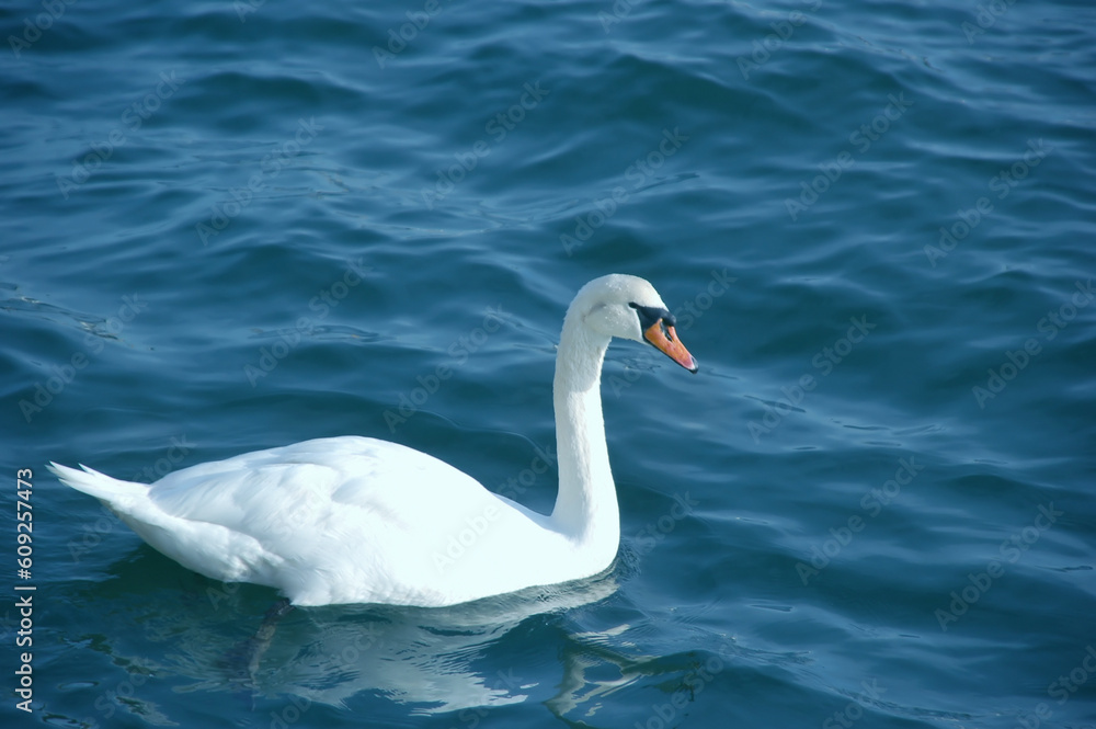 a white swan alone in choppy waters a white swan alone in choppy waters