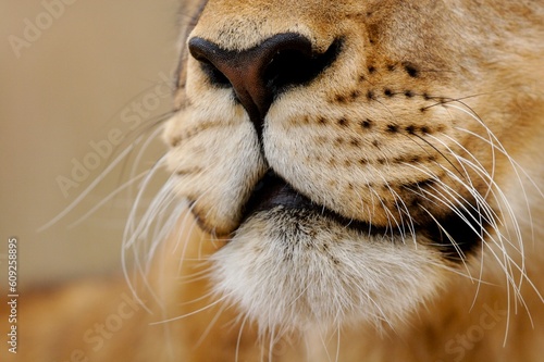 Canvas Print Close-up of a lion face.