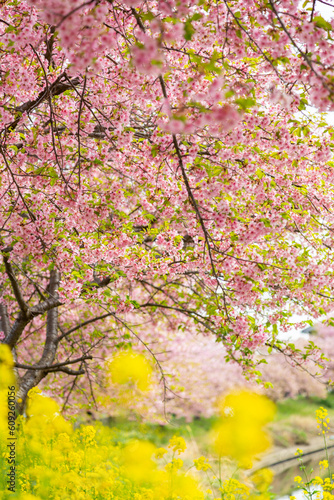青毛掘川の河津桜と菜の花のコラボ