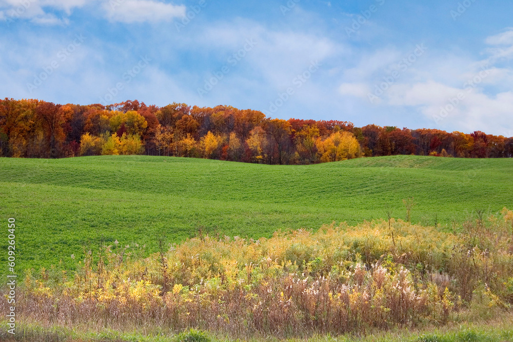 a brightly colored autumn field