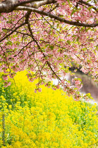 青毛掘川の河津桜と菜の花のコラボ