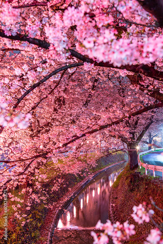 東川の桜のライトアップ