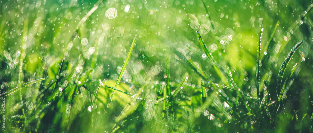 Grass with rain drops. Watering lawn. Rain. Blurred Grass Background