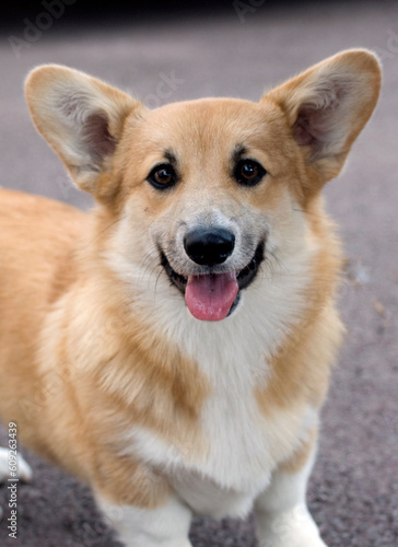 Corgie portrait taken outside