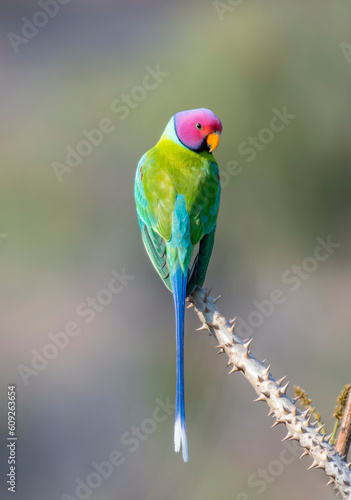 A beautiful Plum-headed parakeet parrot perched on a branch