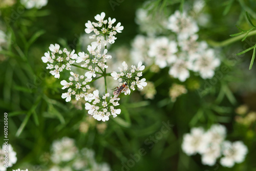Fototapeta Naklejka Na Ścianę i Meble -  白く可愛いオルラヤの花