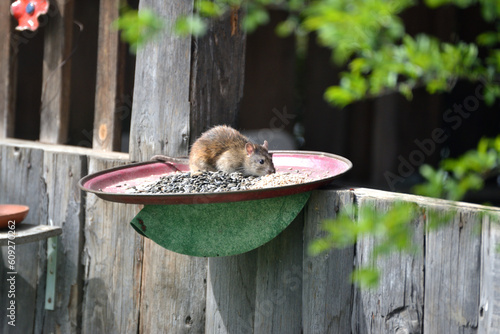Eine Ratte bei der Vogelfütterung