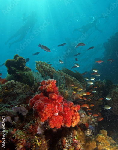 Underwater timor 