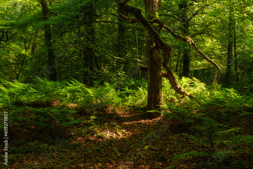 Dappled Forest Ferns. photo