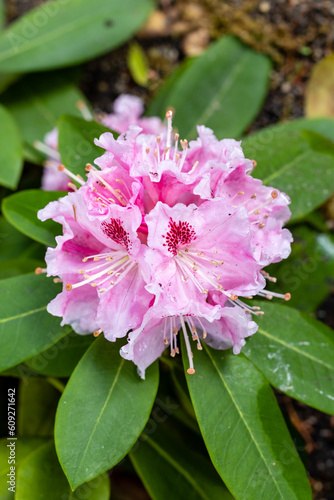 Rhododendron Albert Schweitzer cultivated in a garden in Madrid cultivated in a garden in Madrid photo