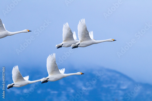 大空に飛び立つ白鳥たち