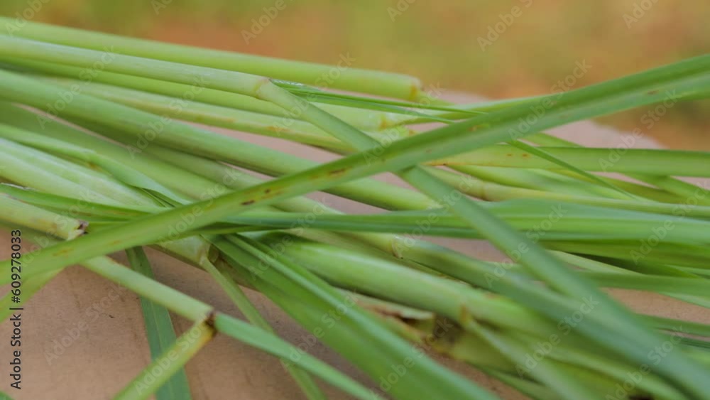fresh spinning stalks of citronella or Cymbopogon or lemongrass. for herbal drinks