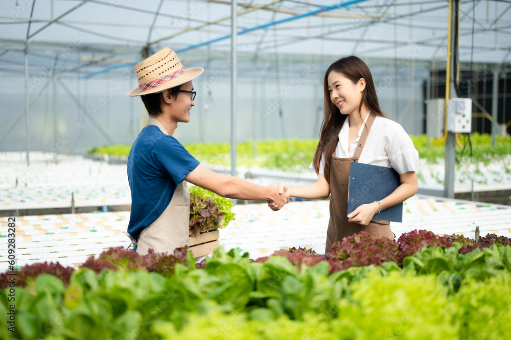 Man and woman working on lettuce plantation in farm using tablet and laptop in the greenhouse.. Man and woman working on lettuce plantation in farm using tablet and laptop in the greenhouse..