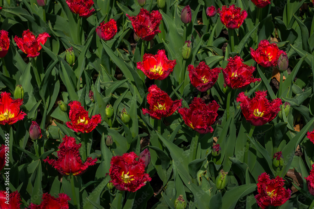 A Close-Up View of a Field Bursting with Red Tulips