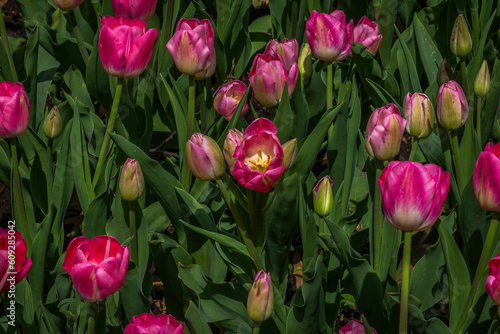 A Spectacular Sea of Pink Tulips in Blossom