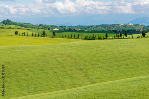 The green Tuscan countryside in spring in Orciano Pisano, Pisa, Italy photo