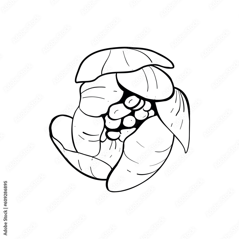 Vector illustration of half-opened flower of cherry, sakura, apple, plum, wild cherry plum, bird cherry. Black outline of petals, graphic drawing. For postcards, design and composition decoration Vector illustration of half-opened flower of cherry, sakura, apple, plum, wild cherry plum, bird cherry. Black outline of petals, graphic drawing. For postcards, design and composition decoration