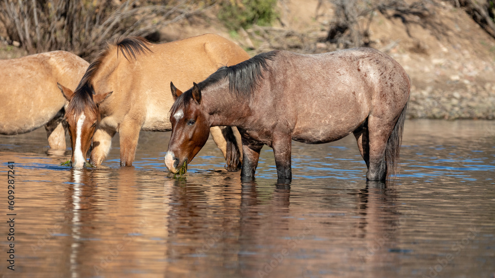 Herd of wild horses feeding on eel grass in the Salt River near Mesa Arizona United States Herd of wild horses feeding on eel grass in the Salt River near Mesa Arizona United States