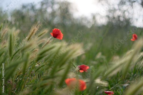Wildlife flowers, in Tuscany, Italy