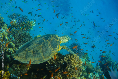 seaturtle lying on colorful corals from the reef between lot of fishes