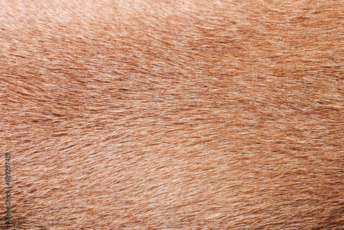 brown fur background