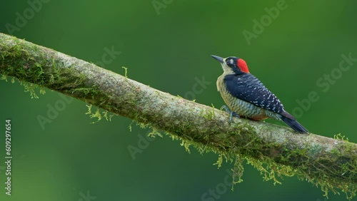 Black-cheeked Woodpecker (Melanerpes hoffmannii) in the wild, Costa Rica, Central America - stock video photo